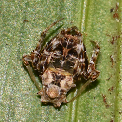 Arkys alticephala