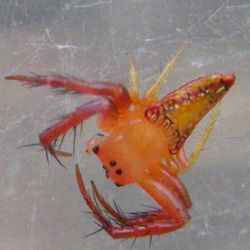 Arkys clavatus