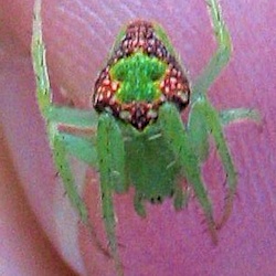Arkys clavatus