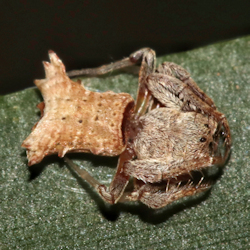 Arkys dilatatus 