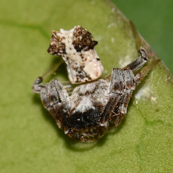 Arkys dilatatus 