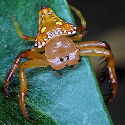 Arkys lancearius