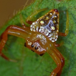 Arkys lancearius