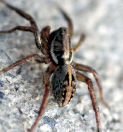 Artoriopsis expolita 