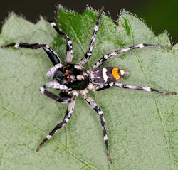 Astia hariola