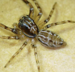Astia nodosa