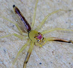 Astilodes mariae