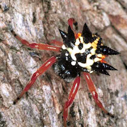 Astracantha minax