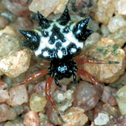 Astracantha minax