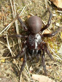 Atrax robustus