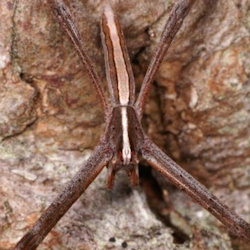Avella angulata