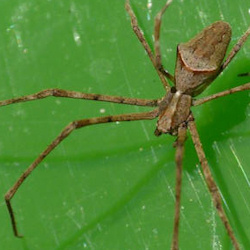 Avella despiciens