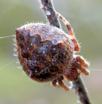 Eriophora