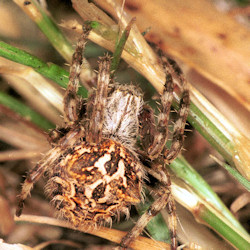 Backobourkia heroine