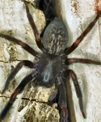Bandumna insignis