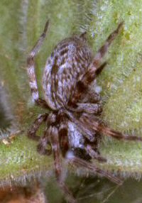Badumna longinqua