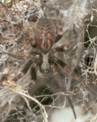 Badumna longinqua