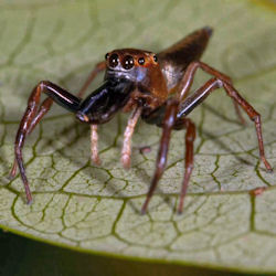 Bathippus ZZ272