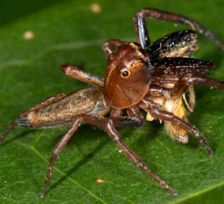 Bathippus montrouzieri