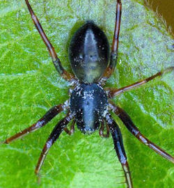 Battalus spinipes