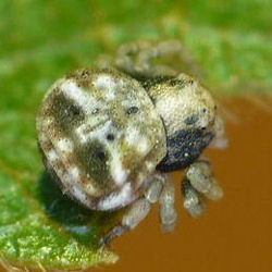 Bomis larvata