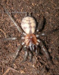 Bymainiella lugubris
