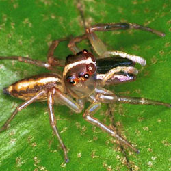 Cosmophasis ZZ049