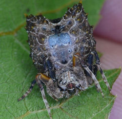 Celaenia calotoides