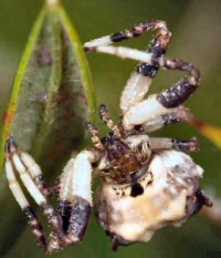 Celaenia excavata