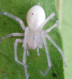 Cheiracanthium ZZ596