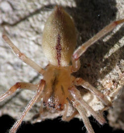 Cheiracanthium gilvum