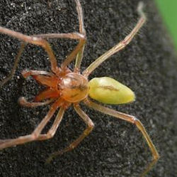 Cheiracanthium gilvum male
