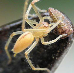 Cheiracanthium gilvum female