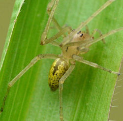 Cheiracanthium gracile male 