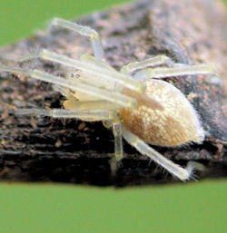 Cheiracanthium gracile female 