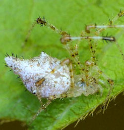Chrysso pulcherrima