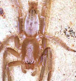 Clubiona ZZ143