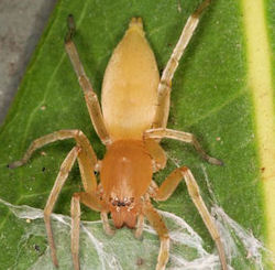 Clubiona ZZ395