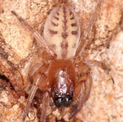 Clubiona ZZ558