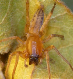 Clubiona modesta