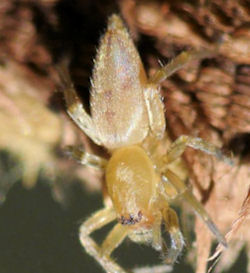 Clubiona robusta