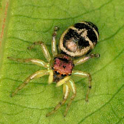 Cosmophasis baehrae