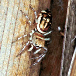 Cosmophasis micans