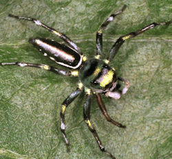 Cosmophasis micans