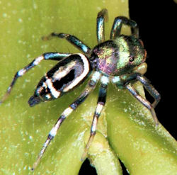 Cosmophasis ZZ059