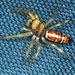 Cosmophasis micarioides