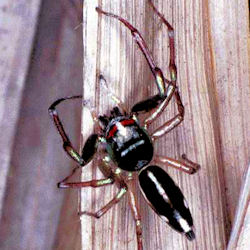 Cosmophasis thalassina