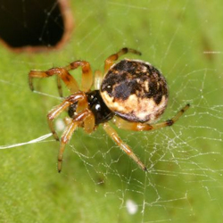 Cyclosa