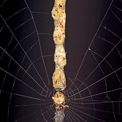 Cyclosa