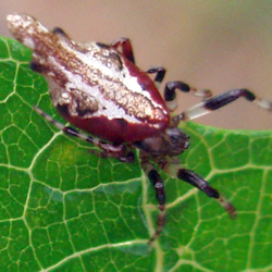Cyclosa insulana